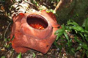 10_08_13 Cameron Highland 4x4 rafflisia flower adventure-70