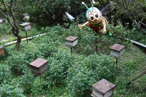 10_08_13 Cameron Highland Bee farm-4