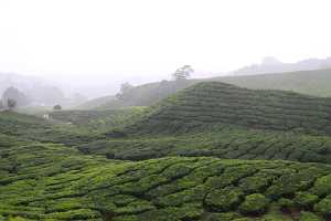 10_08_13 Cameron Highland Tea plantation-10