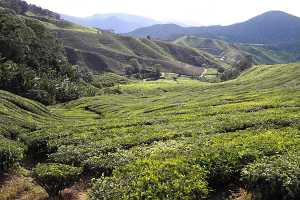 10_08_13 Cameron Highland Tea plantation-100