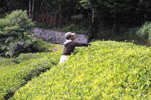 10_08_13 Cameron Highland Tea plantation-102