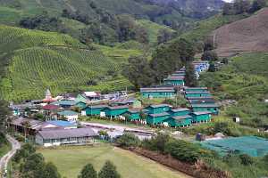 10_08_13 Cameron Highland Tea plantation-116