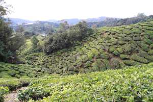 10_08_13 Cameron Highland Tea plantation-123