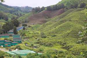 10_08_13 Cameron Highland Tea plantation-43