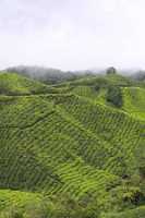 10_08_13 Cameron Highland Tea plantation-45