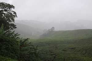 10_08_13 Cameron Highland Tea plantation-5