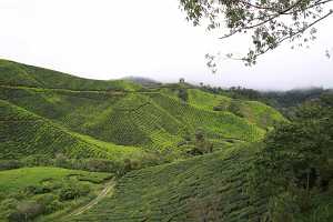 10_08_13 Cameron Highland Tea plantation-57