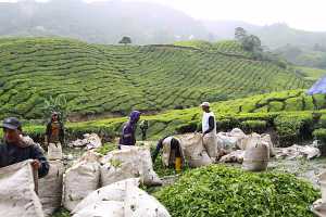 10_08_13 Cameron Highland Tea plantation-70