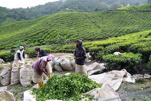 10_08_13 Cameron Highland Tea plantation-75