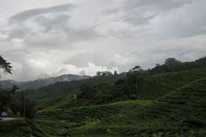 10_08_13 Cameron Highland Tea plantation-82