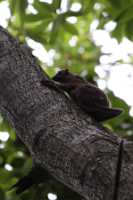 10_08_20 Perhentian Island flying Fox-1