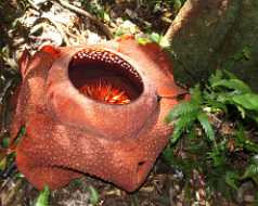 10_08_13 Cameron Highland 4x4 rafflisia flower adventure