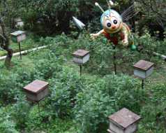 10_08_13 Cameron Highland Bee farm