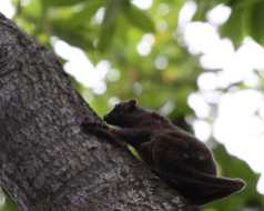 10_08_20 Perhentian Island flying Fox