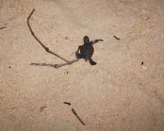 10_08_26 Cherating Turtle