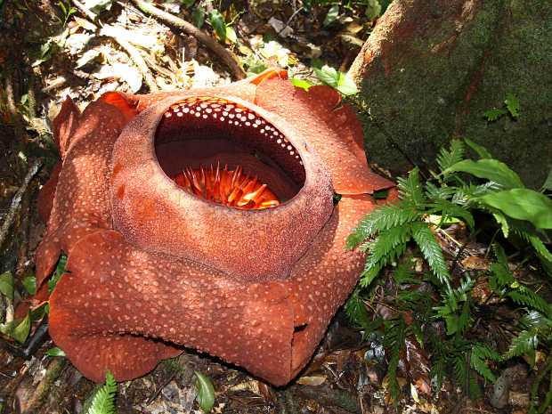 10_08_13 Cameron Highland 4x4 rafflisia flower adventure