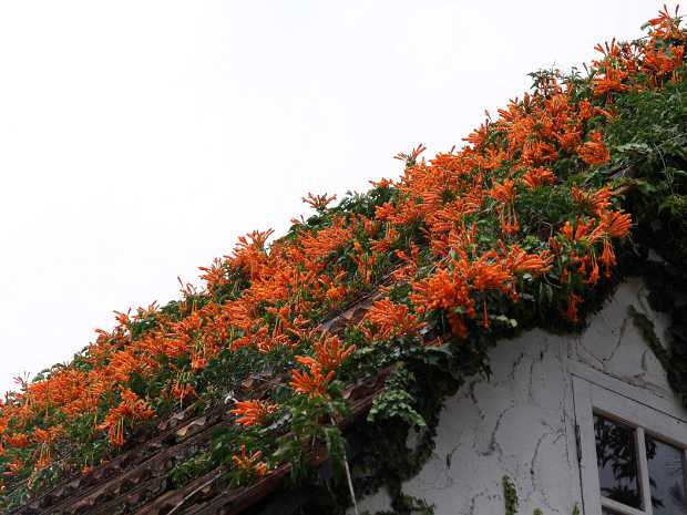 10_08_13 Cameron Highland Hotel