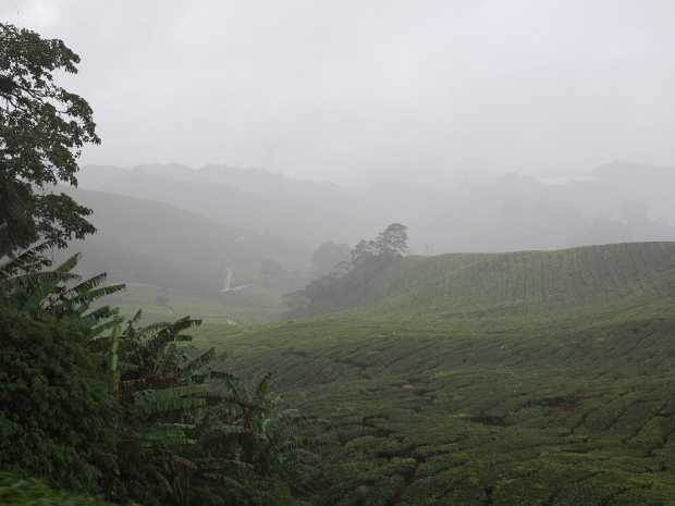 10_08_13 Cameron Highland Tea plantation