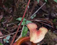 11_08_07 Mont Kinabalu