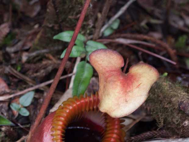 11_08_07 Mont Kinabalu