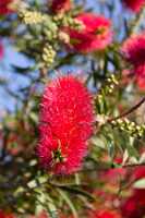 12_10_12 Yanchep national park-10