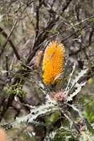 12_10_12 Yanchep national park-114