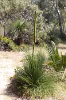 12_10_12 Yanchep national park-122