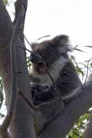 12_10_12 Yanchep national park-30