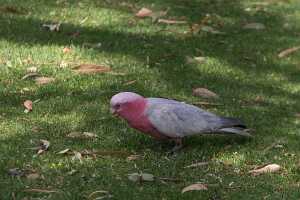 12_10_12 Yanchep national park-40