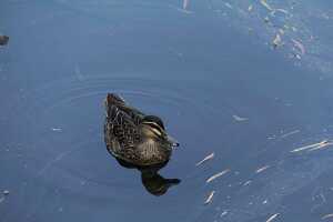 12_10_12 Yanchep national park-44