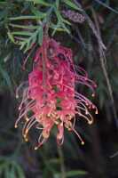 12_10_12 Yanchep national park-8