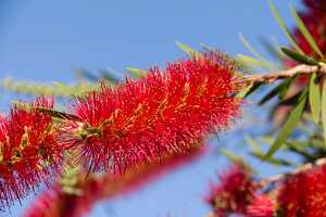 12_10_12 Yanchep national park-9