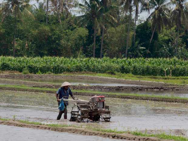 13_10_24 Mérapi et campagne environnante