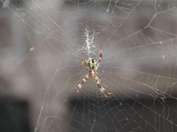 13_10_26 Flan du volcan Lawu