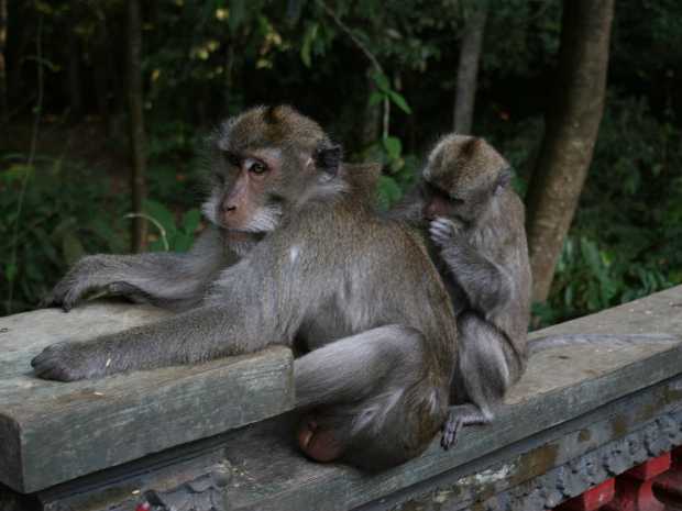 13_12_30 Monkey forest