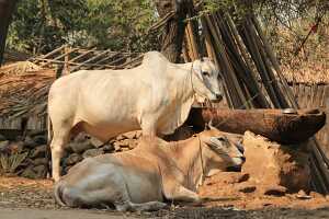 14_04_28 1-Temple Nanpaya-13