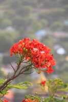 14_04_29 9-Pagode Su Taung Pyi-2