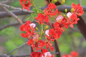 14_04_29 9-Pagode Su Taung Pyi-35