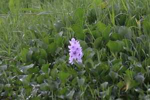 14_05_01 4-Lac Inlé-71