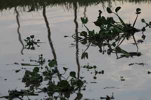 14_05_01 6-Jardins flottants-10