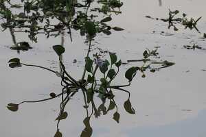 14_05_01 6-Jardins flottants-11