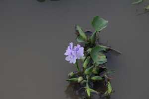 14_05_01 6-Jardins flottants-9