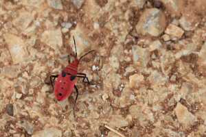 14_05_02 4-Village de Indein-22