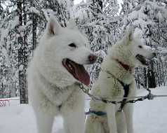 Randonnée chiens de traineaux