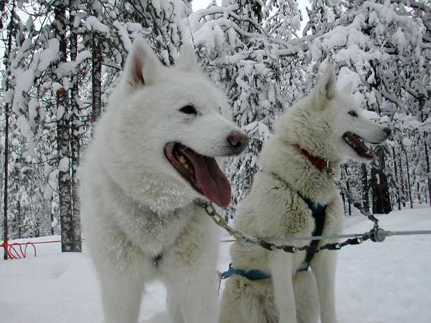 Randonnée chiens de traineaux