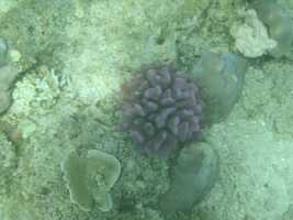 2015_08_29 snorkeling iles gili -42