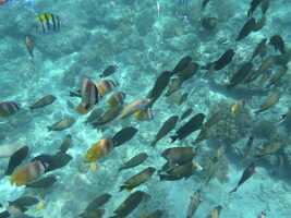 2015_08_29 snorkeling iles gili -45