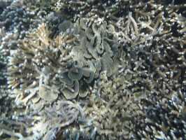 2015_08_29 snorkeling iles gili -57