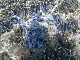 2015_08_29 snorkeling iles gili -58