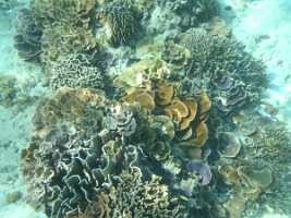 2015_08_29 snorkeling iles gili -8
